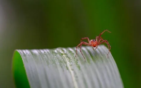 Oxyopes salticus , Orange spiders on a leaf macro. Stock Photos