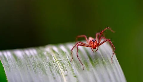 Oxyopes salticus , Orange spiders on a leaf macro. Stock Photos