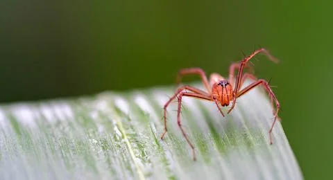 Oxyopes salticus , Orange spiders on a leaf macro. Stock Photos
