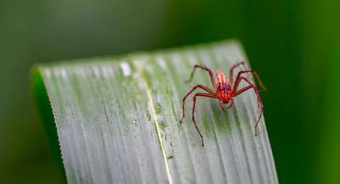 Oxyopes salticus , Orange spiders on a leaf macro. Stock-Fotos