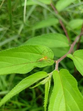 Oxyopes Salticus Foto stock