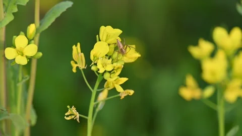 Oxyopes salticus spider on mustard flower. Stock Footage 300583830
