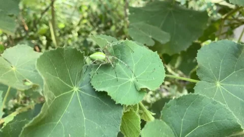 Oxyopes salticus. Striped lynx spider. lynx spider. Video stock 167515693