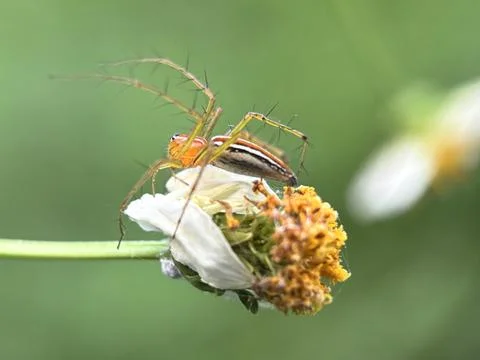 Oxyopes spider Stock Photos