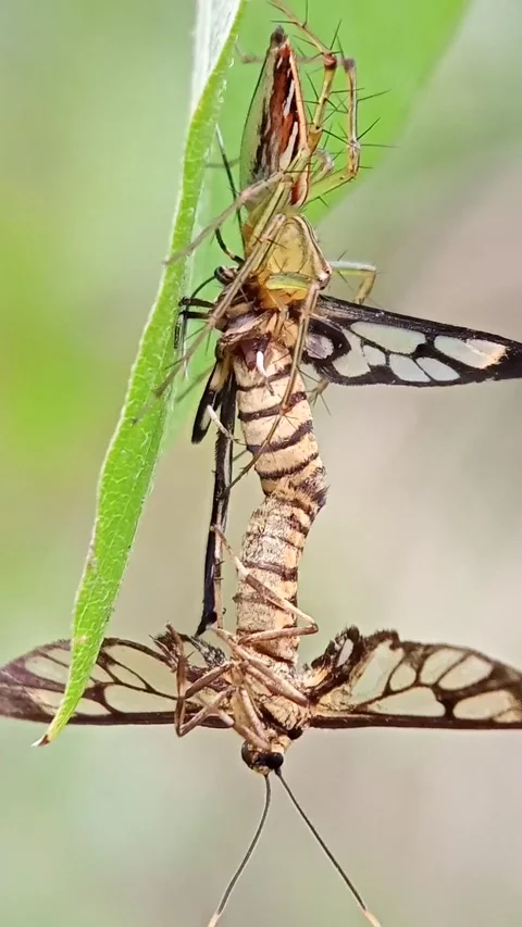 Oxyopidae Stock Footage 232292967