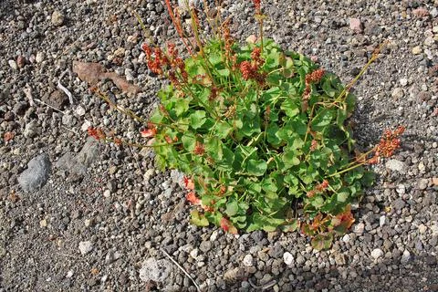 Oxyria digyna Stock Photos