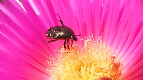 Oxythyrea 库存影片 5089387