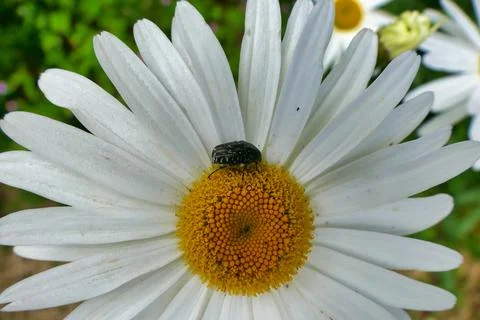Oxythyrea Funesta Beetle Stock Photos
