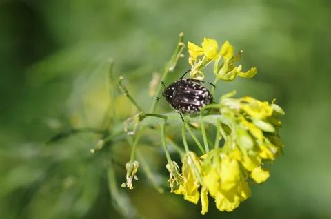 Oxythyrea funesta bug close view Stock Photos