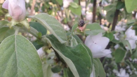 Oxythyrea funesta bug gnaws a quince flower Stock Footage 82301522