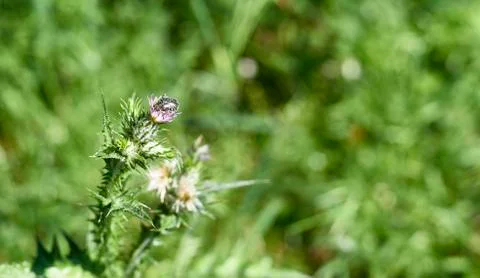 Oxythyrea funesta Foto stock