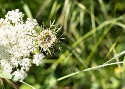 Oxythyrea funesta Stock Photos