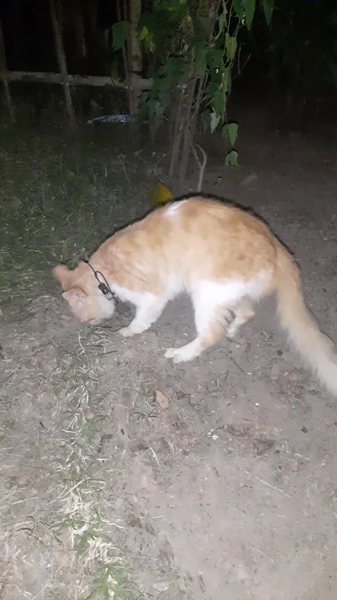 Oyen defecate Stock Footage 218073192