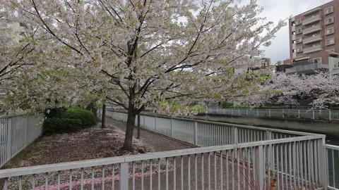 Oyoko River Cherry blossoms Rainy day, Japan 2026 Stock Footage 332040944