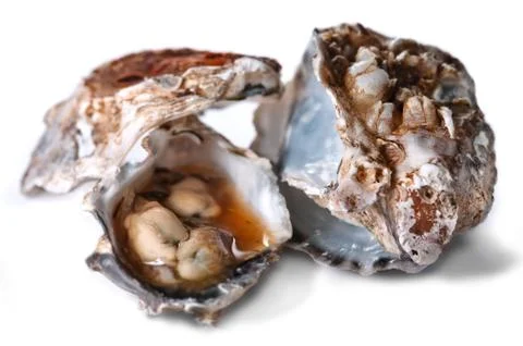 Oyster and Shell Stock Photos