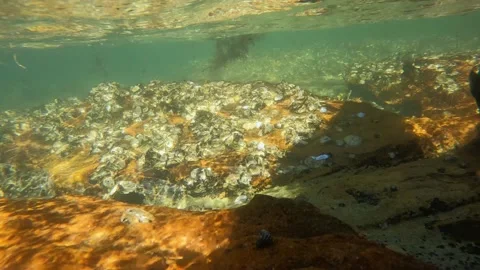 Oyster bed 库存影片 220801462