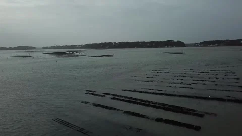 Oyster bed 動画素材 284031200