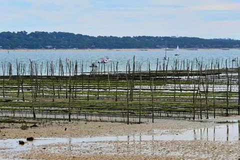 Oyster Beds. Stock Photos