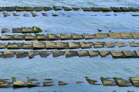 Oyster Beds. Stock Photos