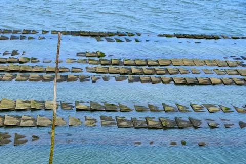 Oyster Beds. Foto stock