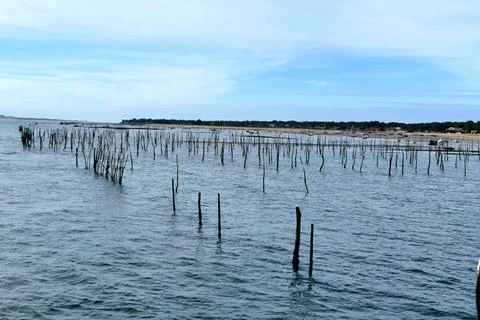 Oyster Beds. Stock Photos