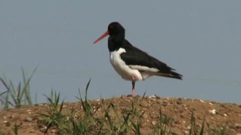Oyster catcher 1 Stock Footage 18185952