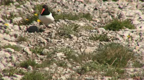Oyster catcher 2 Stock Footage 18185956