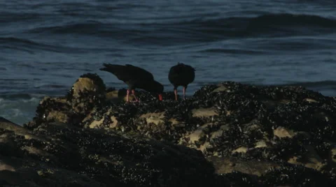 Oyster catcher birds pulling mussels off the rocks. Stock Footage 59149903