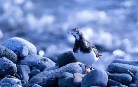 Oyster Catcher checking overhead Stock Photos