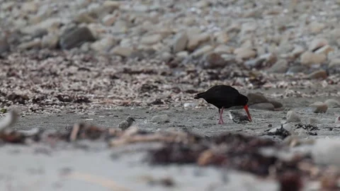 Oyster Catcher with chicks Stock Footage 301278450