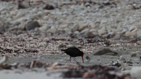 Oyster Catcher with chicks Video stock 301278457