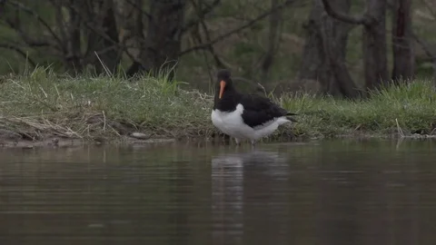 Oyster catcher flapping wings Stock Footage 69938351