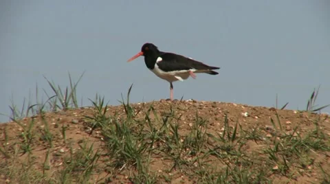 Oyster catcher Stock Footage 18186018