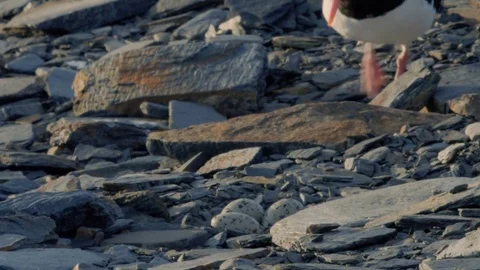 Oyster Catcher Laying on Eggs 스톡 동영상 83455169