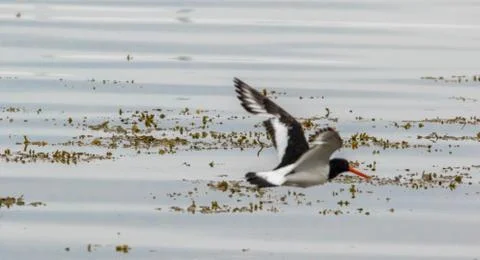 Oyster Catcher Stock Photos