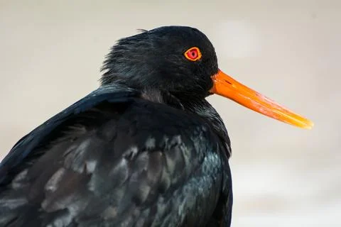Oyster catcher Foto stock