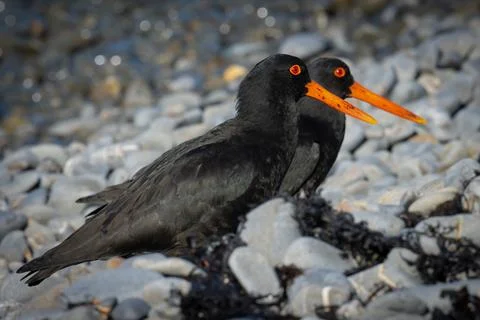 Oyster Catcher shadow Stock Photos