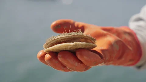 Oyster claps shut close up Stock Footage 263148584