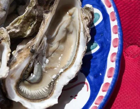 Oyster, close up Stock Photos