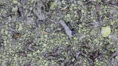 Oyster during low tide Video stock 12174704