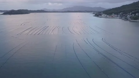 Oyster Farm in Florianópolis 库存影片 145955633