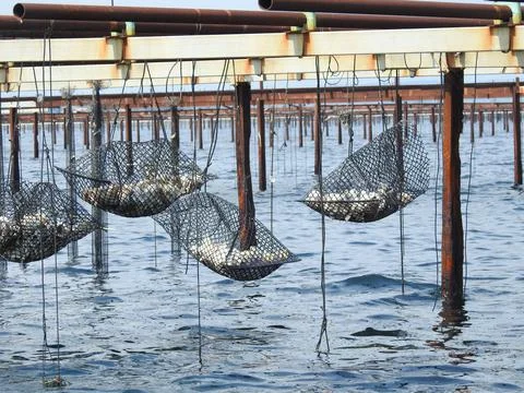 Oyster farm Stock Photos