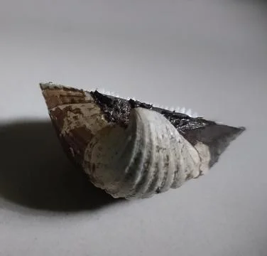 Oyster flip Stock Photos