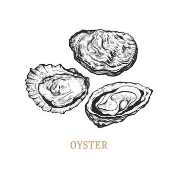 Oyster hand drawing. Oyster vector illustration Stock Illustration