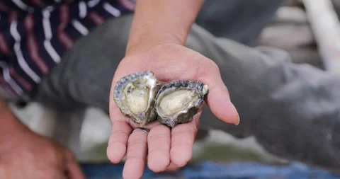 Oyster Held in Hand Stock Footage 252756819