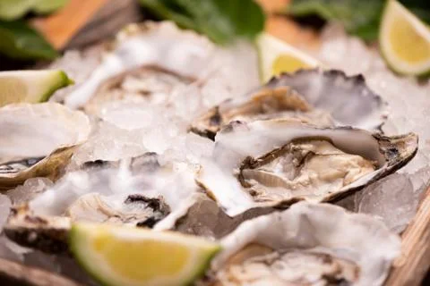 Oyster on ice cube Stock Photos