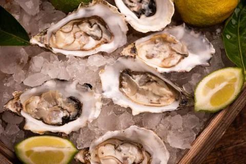 Oyster on ice cube Foto stock