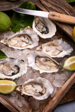 Oyster on ice cube Stock Photos