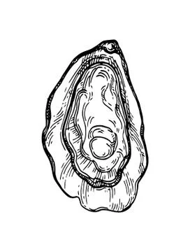 Oyster ink sketch. Stock Illustration