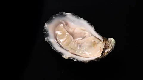 Oyster isolated on black background, one French open oyster rotating Stock Footage 327904454